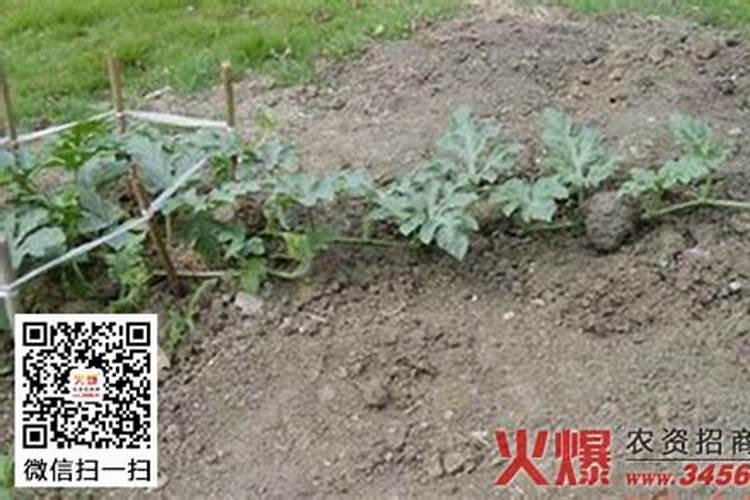西瓜整枝与压蔓技术要点详解