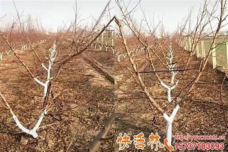冬季果树怎样防冻御寒？