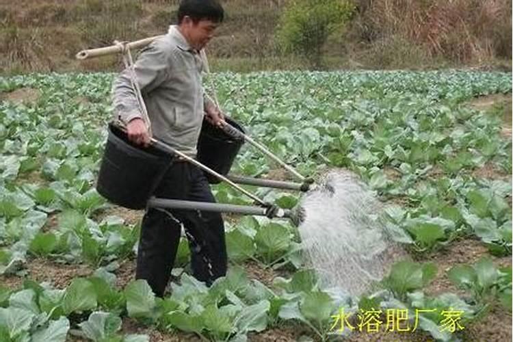 如何给露地蔬菜施水溶肥液肥料？