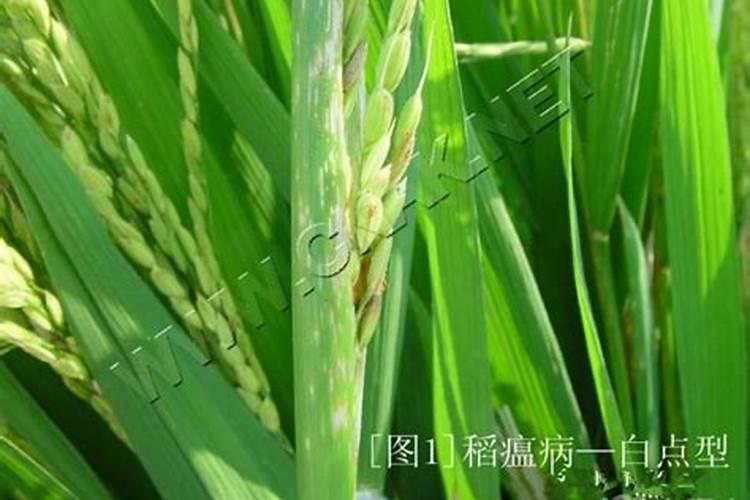 稻瘟病防治：正确用药策略与实践指南