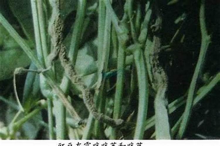 战胜植物杀手：炭疽病的有效防治策略