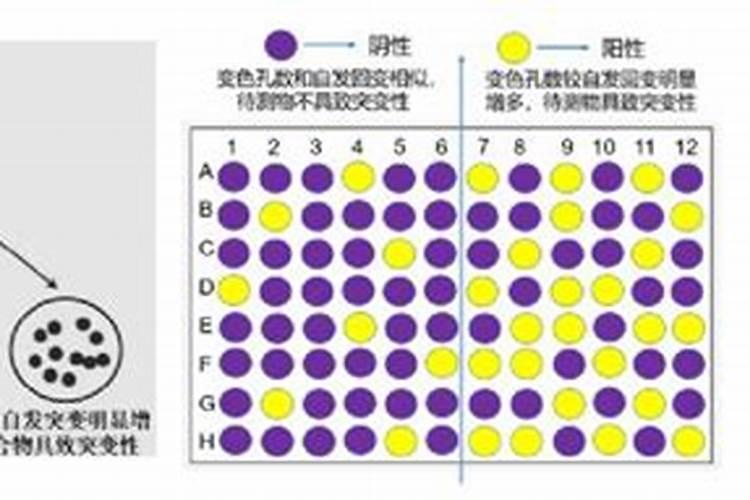 什么是Ames试验？