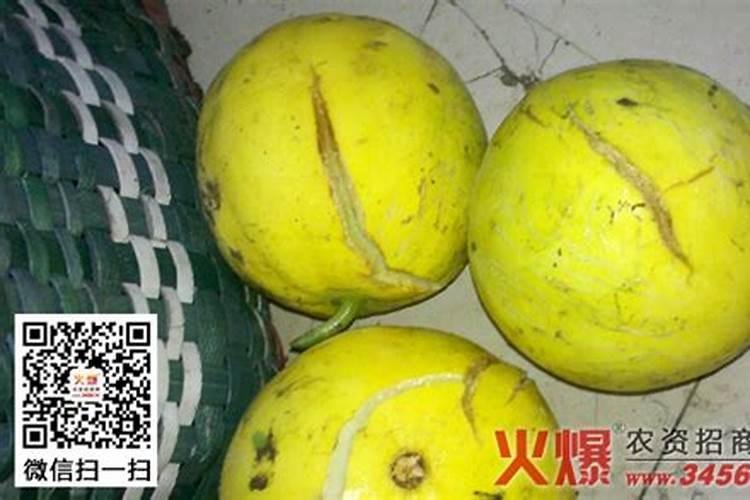 甜瓜裂瓜巧防治