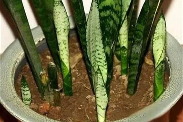 虎皮兰叶子发白的原因？虎皮兰叶子发白是怎么回事