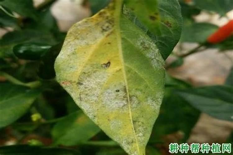 辣椒白粉病的绿色克星：综合防治策略解析