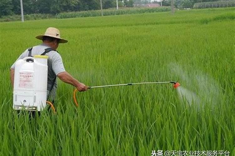 失效农药的鉴别与防范：掌握关键方法，确保农作物安全？