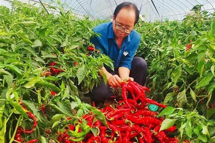 辣椒种植的黄金配方：肥料选择与施肥技巧全解析