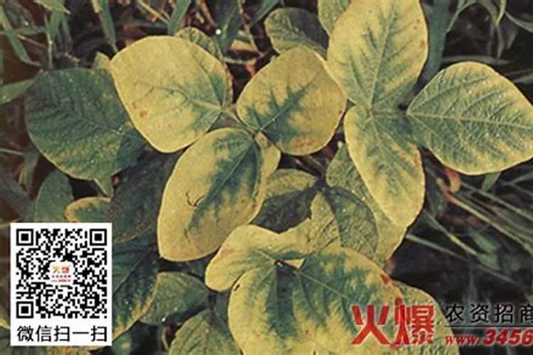 蚕豆缺钾的警示与对策：以钾肥为先锋，全面追施氮磷钾