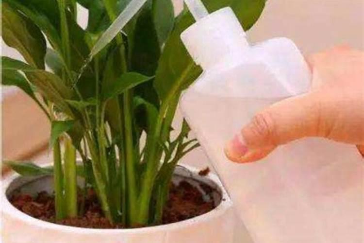 绿色守护：自然与科学协同驱除花盆蚂蚁