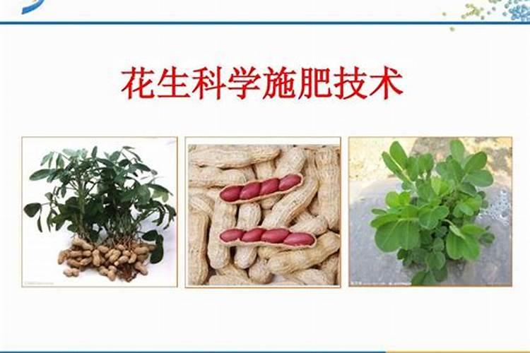 花生高产的施肥秘诀：科学施肥技术解析