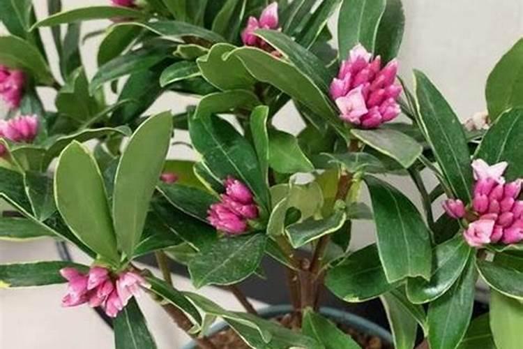 瑞香花的养殖秘籍：陶盆与瓦盆的选择与应用