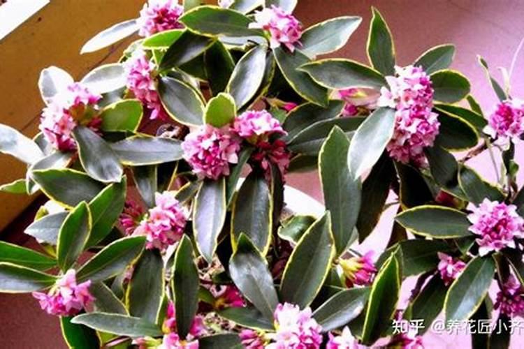 瑞香花要怎么养