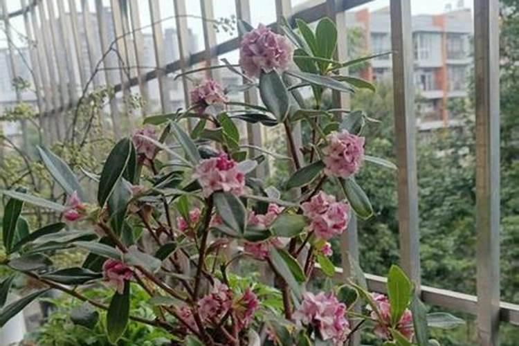瑞香花该如何养