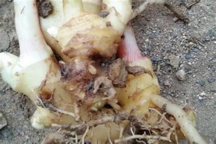 战胜生姜腐烂病：有效防治策略与用药指南