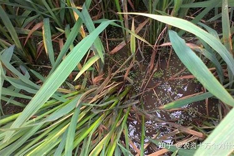 不同药剂对水稻纹枯病防治效果？