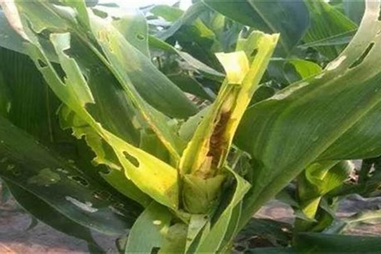 玉米烂芯如何防治？