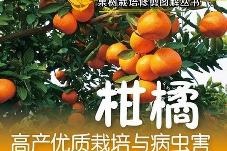 柑橘高产的病虫害防治