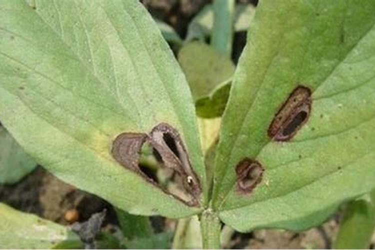 百合炭疽病防治：科学用药指南