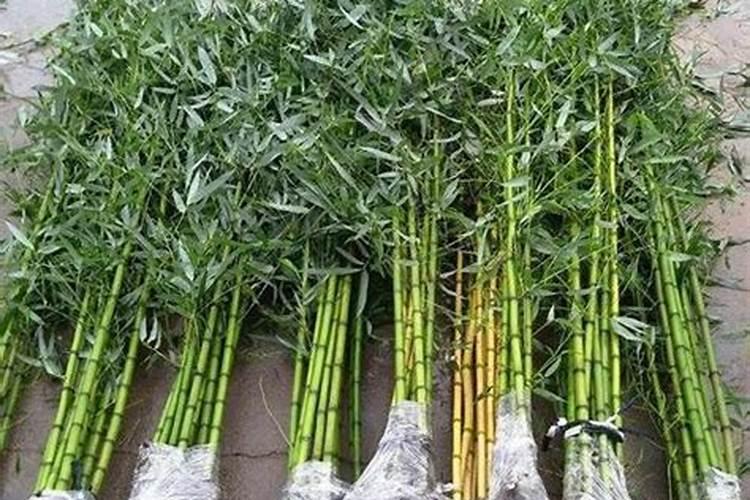 竹林深处：掌握竹子种植的诀窍与细节
