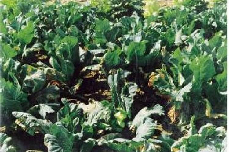 绿色守护：战胜花椰菜黑胫病的用药策略