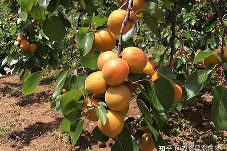 钾肥对杏树的作用是什么呢？