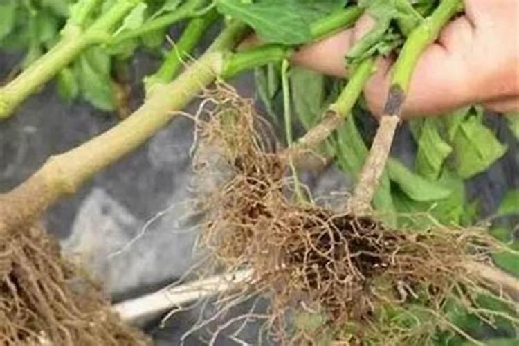 战胜辣椒根腐病：有效防治策略详解