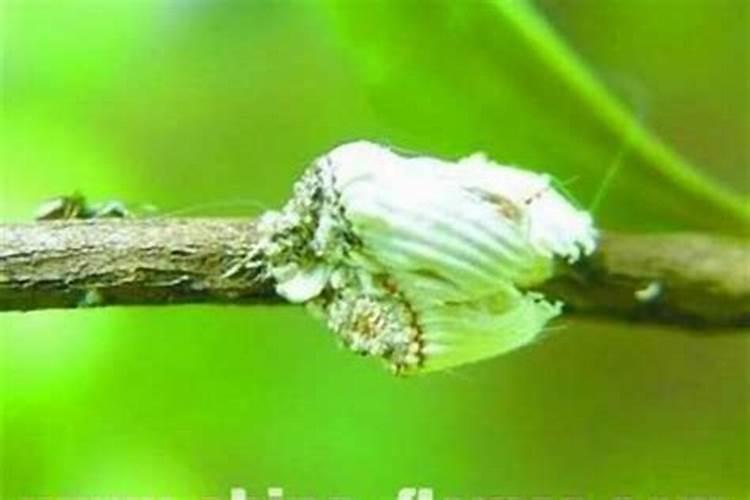 吹绵蚧：一场无声的侵袭与防御战