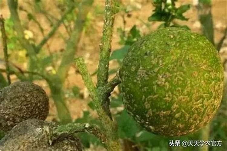 吹绵蚧的防治方法有哪些？