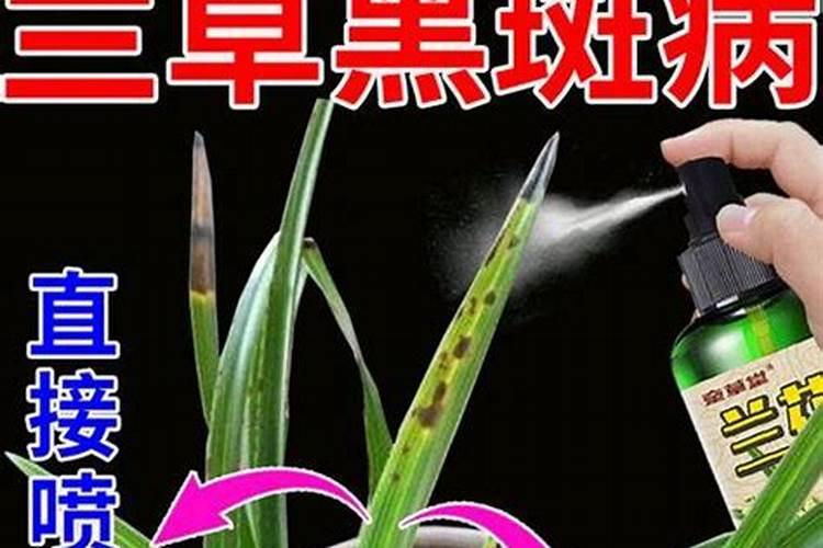 建兰怎么施肥