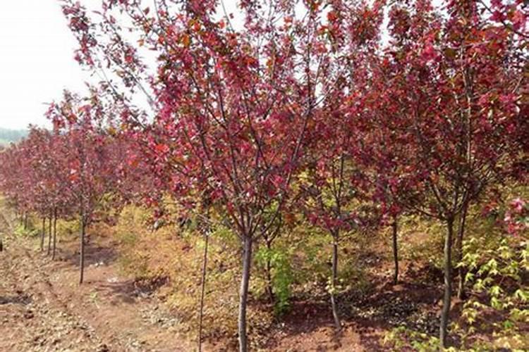 红叶李适合庭院种植吗？红叶李种植时间及管理