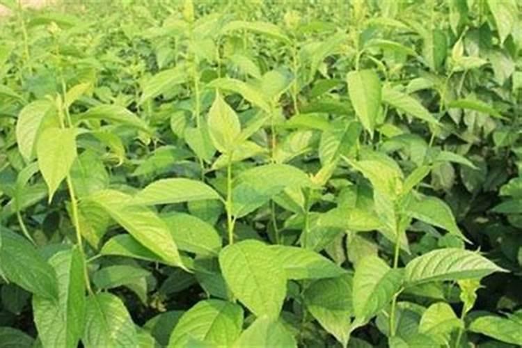 绿色宝藏：杜仲种植技术及管理详解