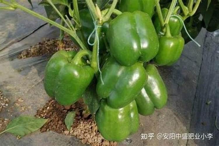 甜椒畸形果原因是什么，甜椒怎么预防？