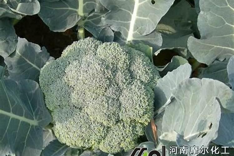 哪种水溶肥适合西兰花生长？