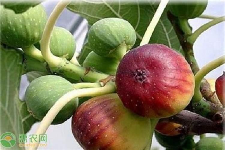 无花果栽培技术，无花果栽培技术与管理