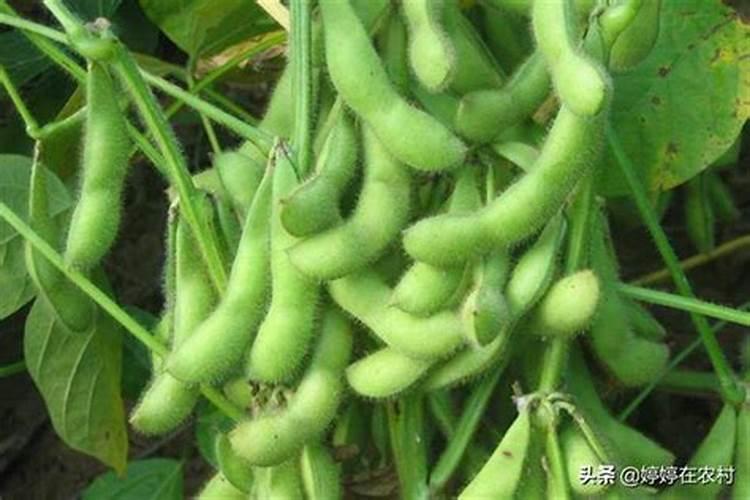 大豆空荚多啥原因？