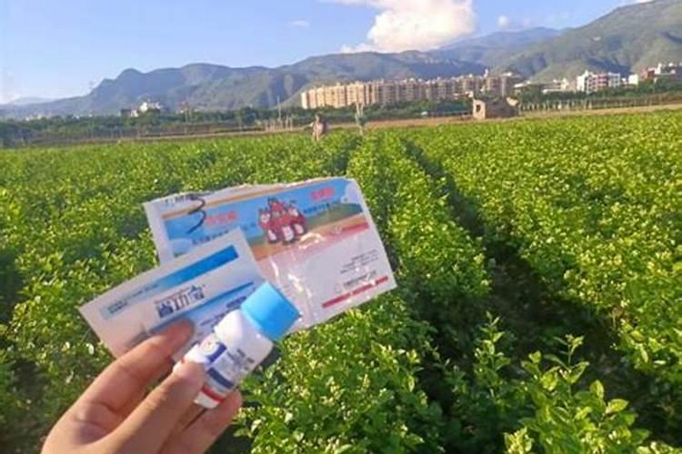 雨天施药需谨慎：蔬菜安全与健康之策