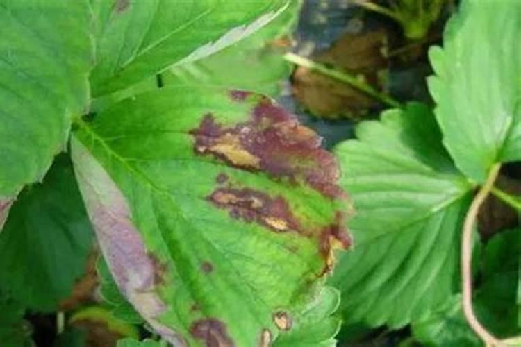 草莓褐斑病：症状、防治与管理
