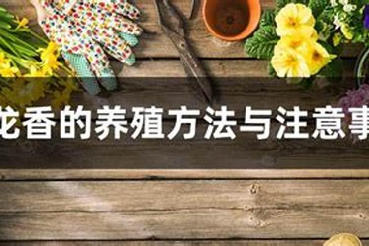 盘龙香：养殖的艺术与科学