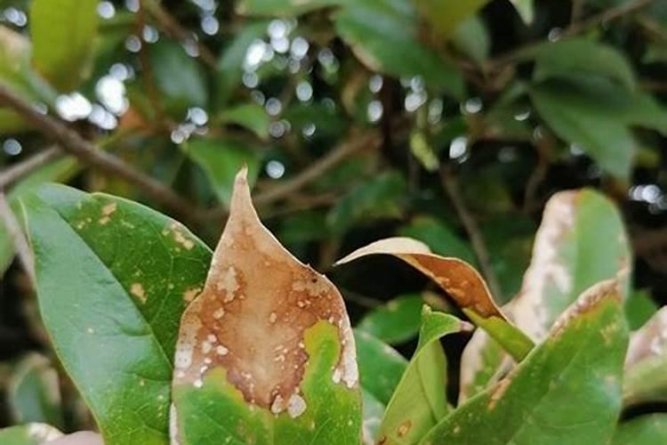 桂花叶枯病如何防治？