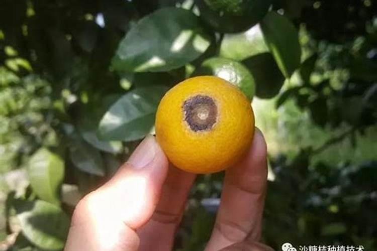 现在沙糖桔大量落果是什么原因造成的？！