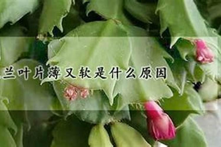 蟹爪兰叶片比较薄而瘦弱是什么原因？