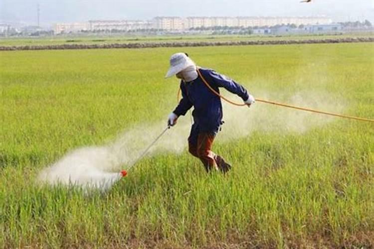 泡水后的肥料：一场误会还是真正的危机？