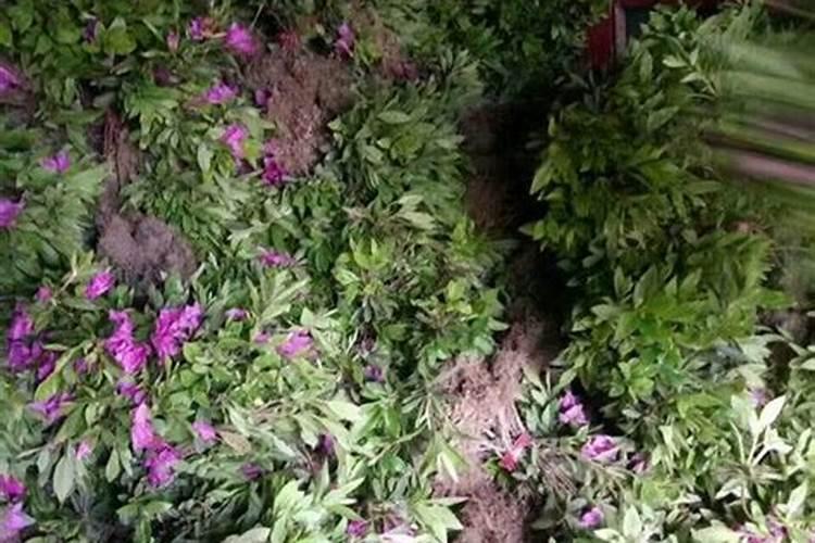毛鹃的种植和管理：花开满园的秘密