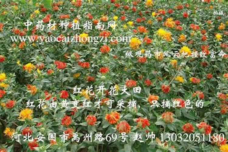 红花什么时间种植？每亩产量是多少