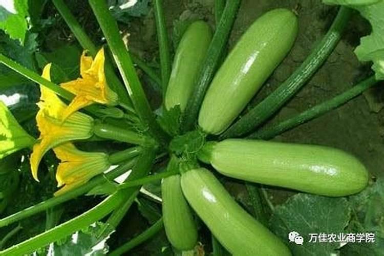 绿指间的生命奇迹：栽培香蕉西葫芦的艺术