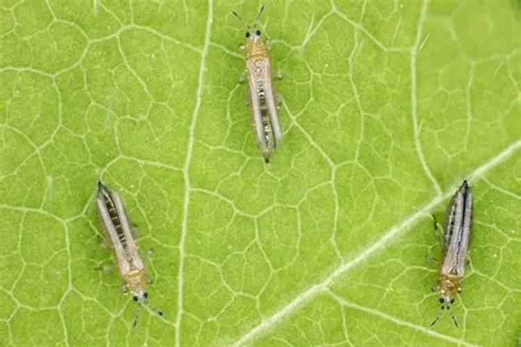 守护绿色餐桌：无公害蔬菜蚜虫的防治技术