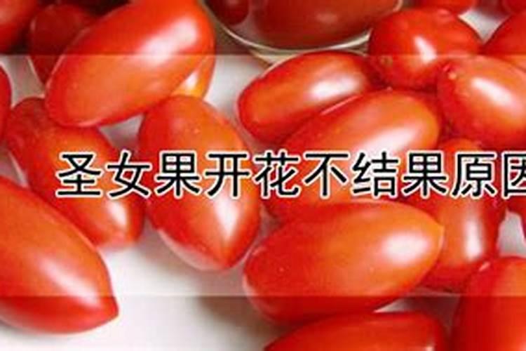 圣女果开花不结果原因