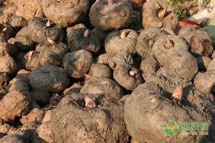 种植魔芋赚钱吗一亩地纯收入多少？