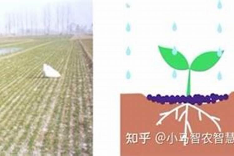 云杉种植的水肥管理