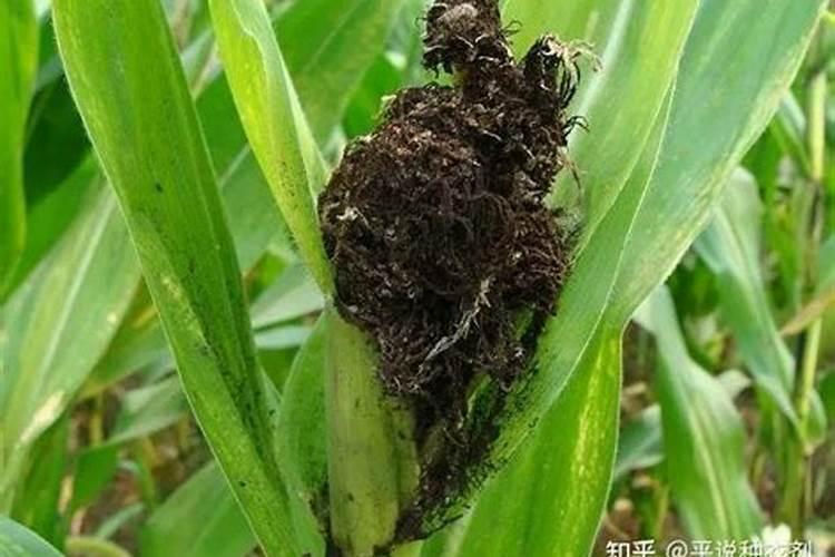 田间守护者：种衣剂在玉米丝黑穗病防治中的显著效果？